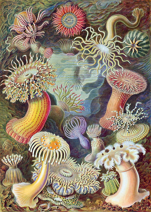  Actiniae - Sea Anemones Digital Art by Long Shot