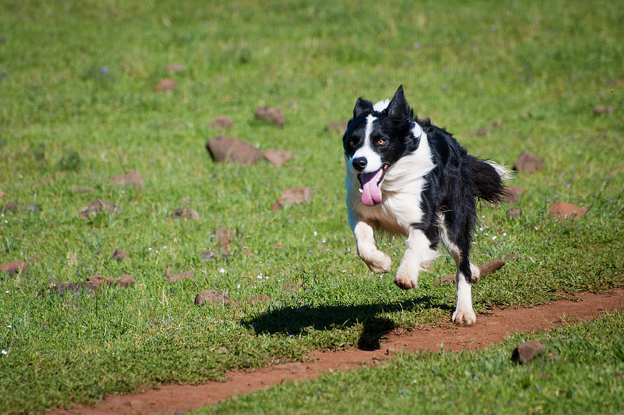 Active Border Collie running across field Photograph by Barbara Rich