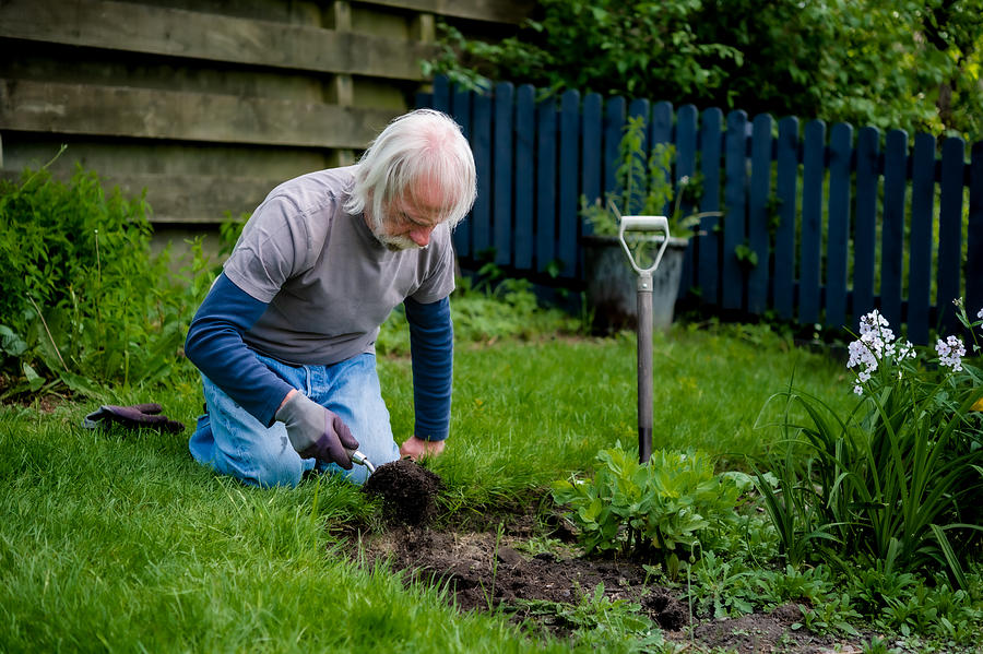 Active retired man digging in his garden Photograph by JohnFScott