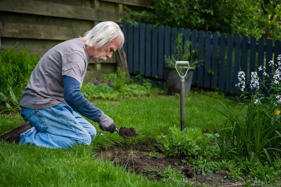 Active senior man using a garden hand fork Photograph by JohnFScott