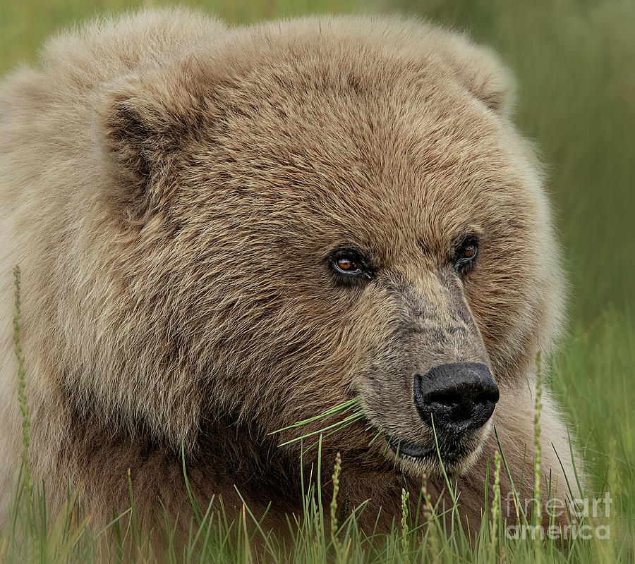 Acute Perception Photograph by Sherry Butts - Fine Art America