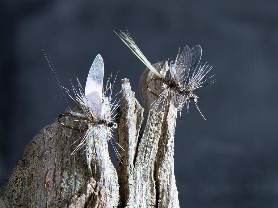 Angling Photograph - Adams Dry Fly by Phil And Karen Rispin