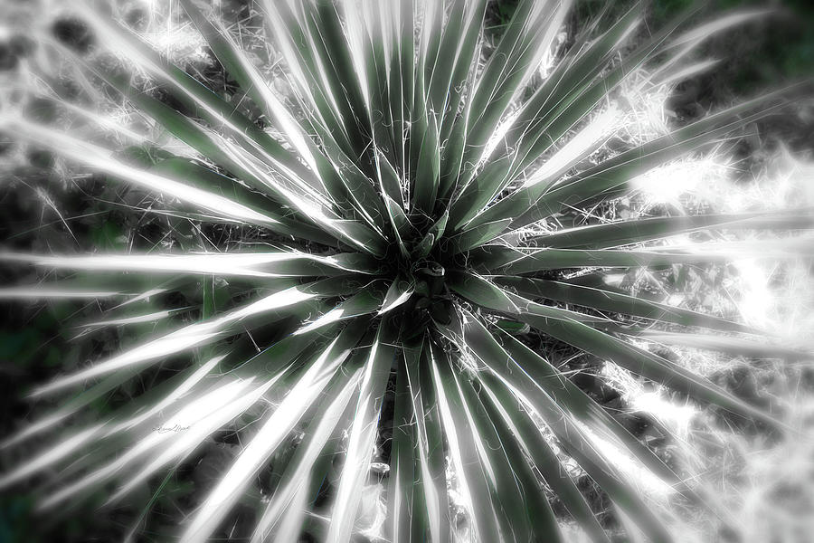 Adams Needle Yucca Photograph