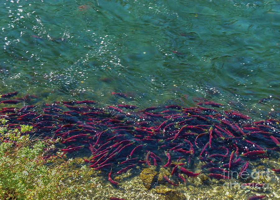 Fish Photograph - Adams River Sockeye School #4 by Nancy Gleason