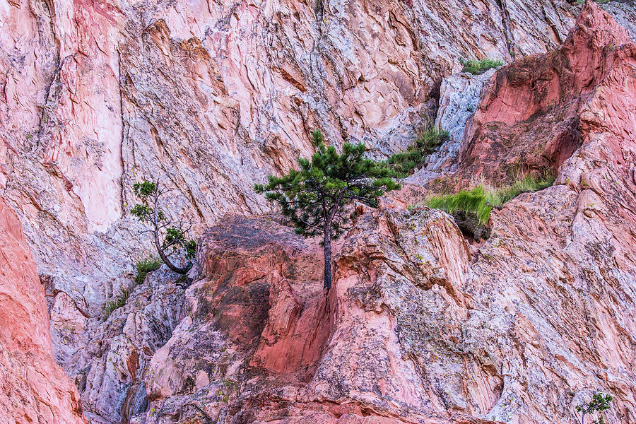 Colorado Springs Photograph - Adapt Overcome - Tree on Mountain 001630 by Renny Spencer
