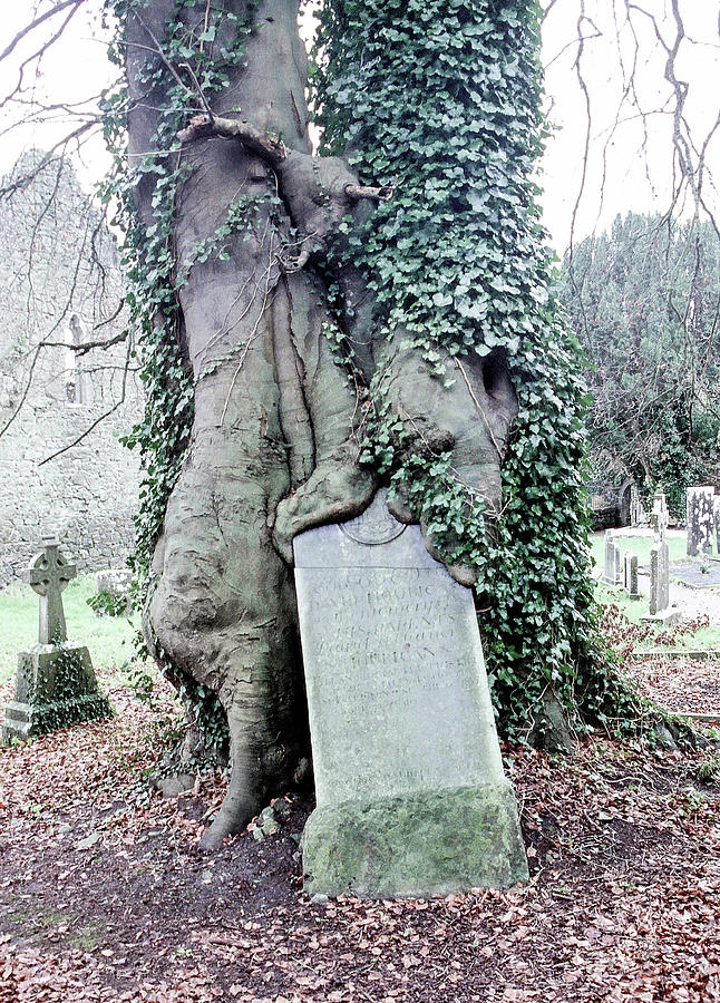 Adare Headstone color Photograph by Dan Westfall - Fine Art America