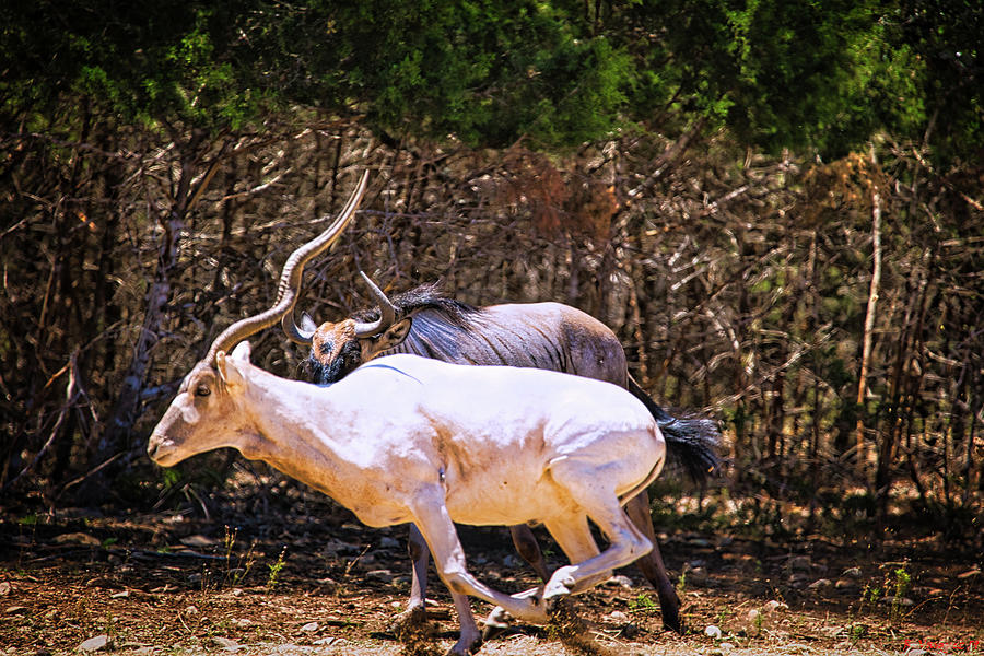 Addax Antelope And Wildebeest On The Run  Photograph by Rene Vasquez