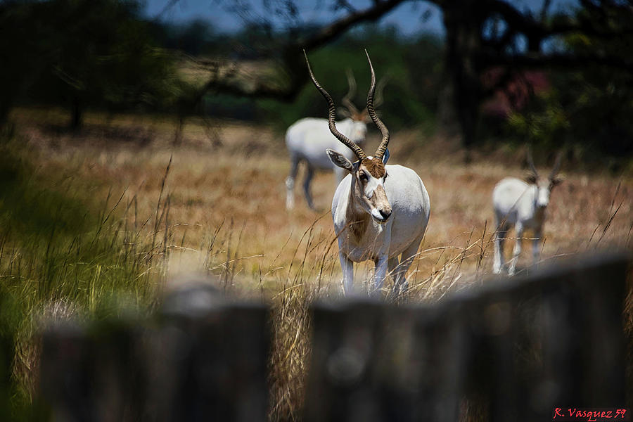 Addax Antelope Photograph by Rene Vasquez