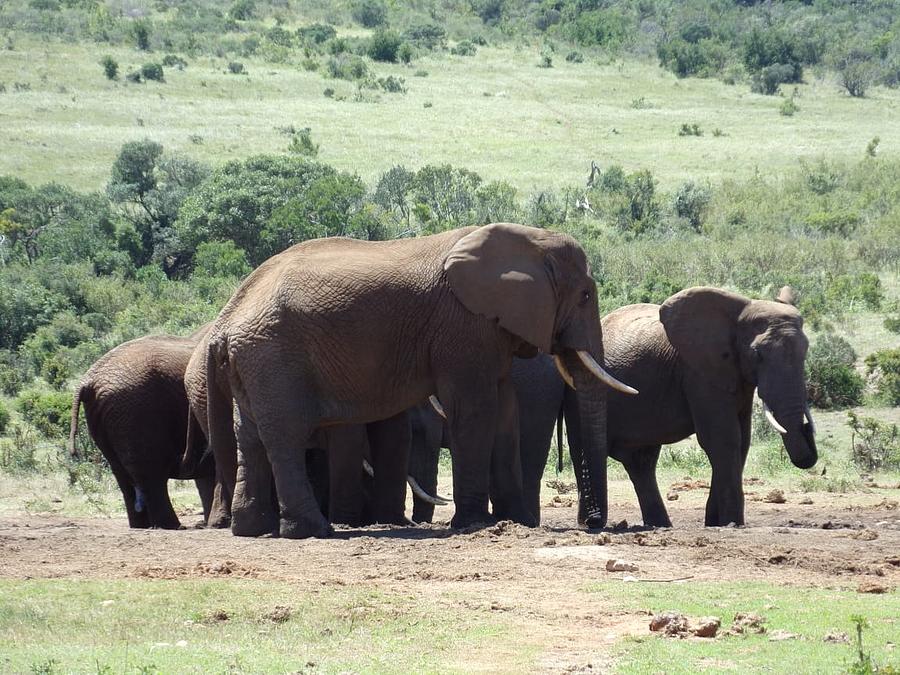 Addo Elephants Photograph By Jenna Masterson - Fine Art America