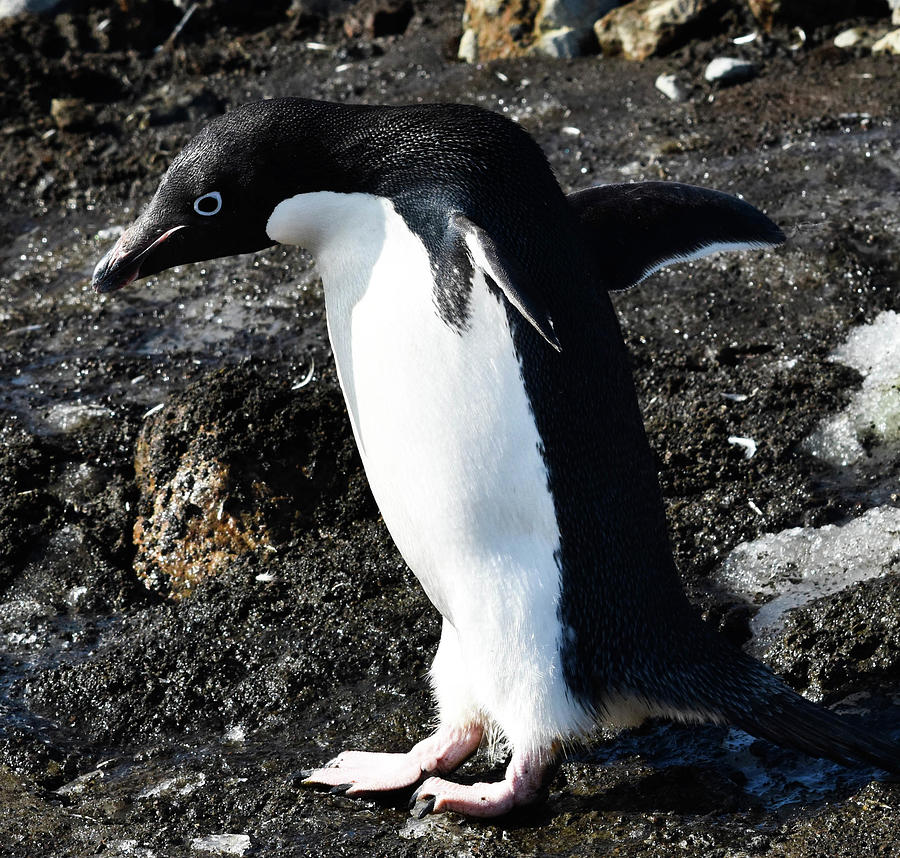 Adelie Penguin, Brown Bluff Photograph by Moris Senegor - Pixels