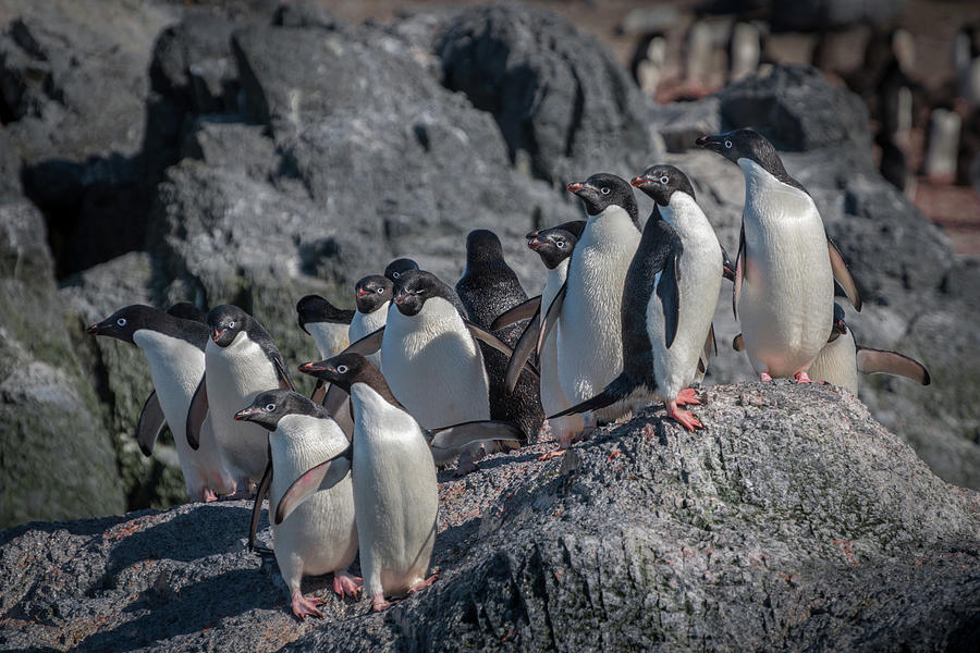 Adelie Penguin Cluster Photograph by Linda Villers