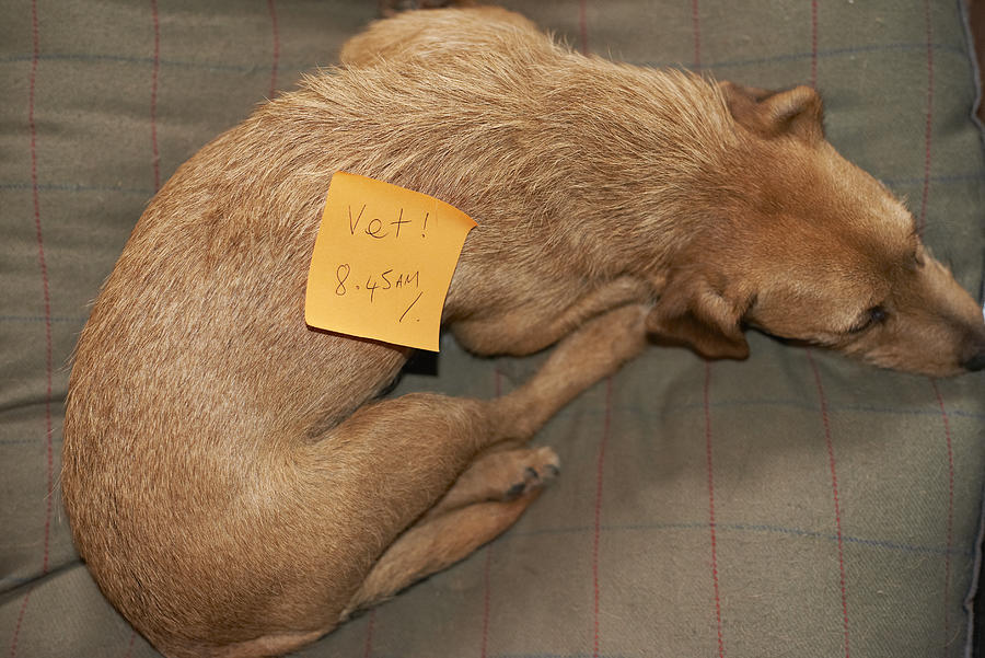 Adhesive Note On Pet Dog Photograph by Paul Viant