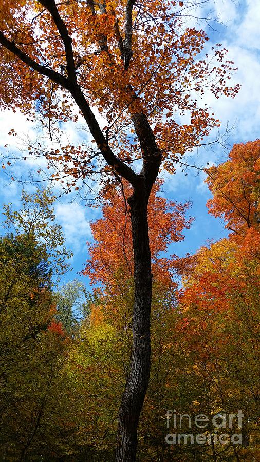Adirondack Autumn Brilliance Photograph by Darcy Leigh
