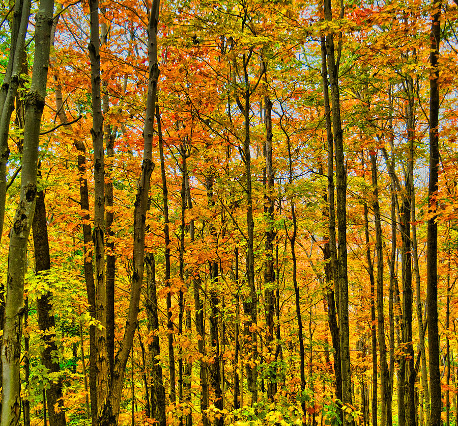 Adirondack Autumn Photograph by Judy Cuddehe