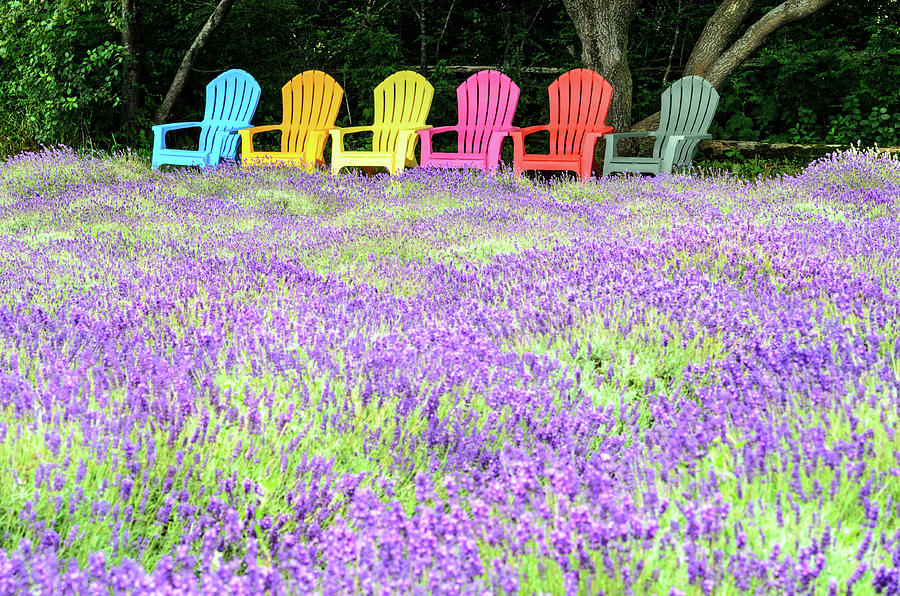 Adirondack chairs and lavender at Prince Edward County Lavender  Photograph by Rob Huntley