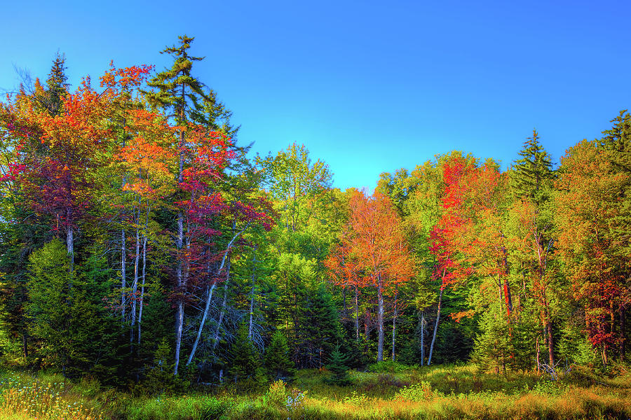 Adirondack Colors Photograph by David Patterson