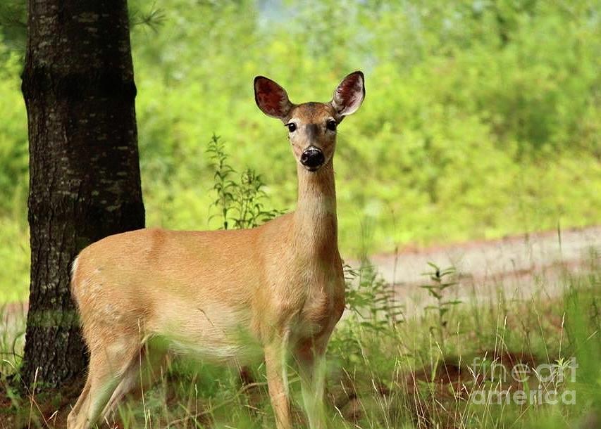 Adirondack Deer Photograph by Kay Huber - Fine Art America