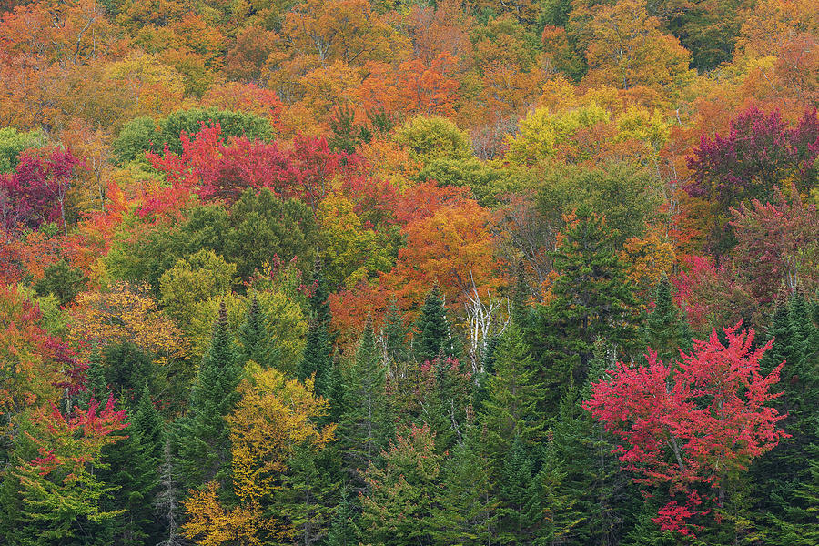 Adirondack Mountain Foliage Photograph by Fran Gallogly