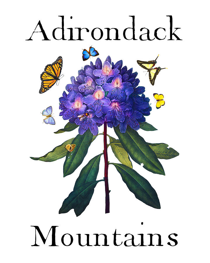 Adirondack Mountains, Antique Blue Rhododendron with Butterflies, Sharp PNG Painting by Kathy Anselmo