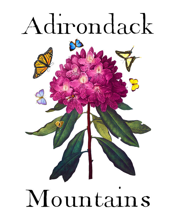 Adirondack Mountains, Antique Pink Rhododendron with Butterflies, Sharp PNG Painting by Kathy Anselmo