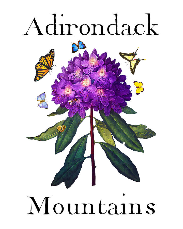Adirondack Mountains, Antique Purple Rhododendron with Butterflies, Sharp PNG Painting by Kathy Anselmo