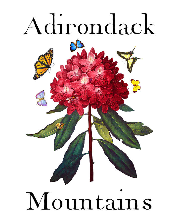 Adirondack Mountains, Antique Red Rhododendron with Butterflies, Sharp PNG Painting by Kathy Anselmo