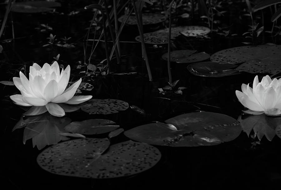 Adirondack White Water Lily Photograph by Linda MacFarland - Fine Art ...