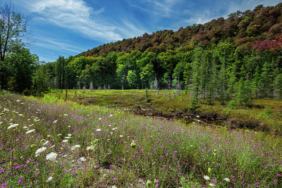 Adirondack Wildflowers Photograph by David Patterson