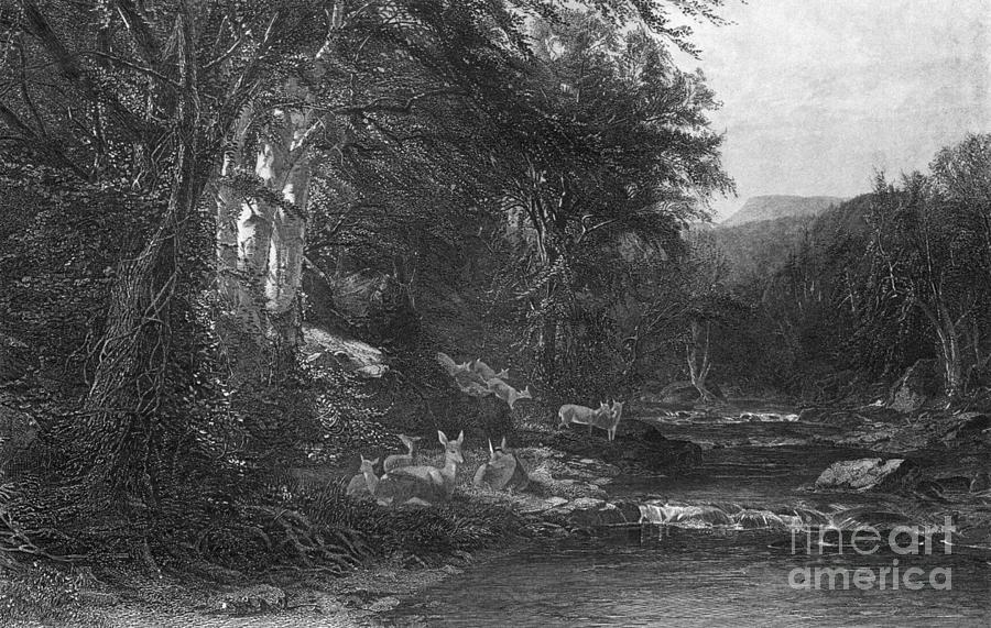 Adirondack Woods, 1874 Drawing by R Hinshelwood and J M Hart