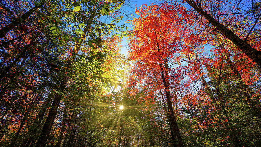 Adirondacks Autumn at Rich Lake 8 Photograph by Ron Long Ltd Photography