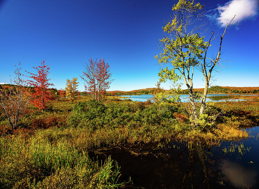 Adirondacks Autumn at Tupper Lake 8 Photograph by Ron Long Ltd Photography