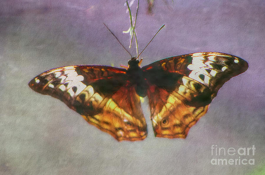 Admiral Butterfly Digital Art by Frank Lee