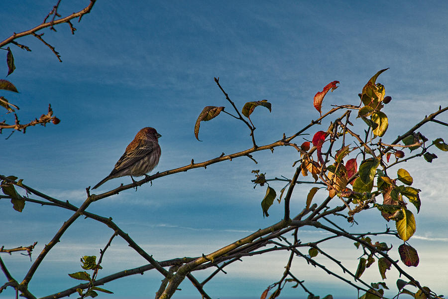 Admiring Fall Colours Photograph by Chuck Burdick