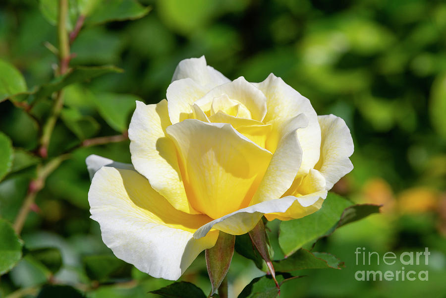 Adobe Sunrise Rose, 5404 Photograph by Glenn Franco Simmons