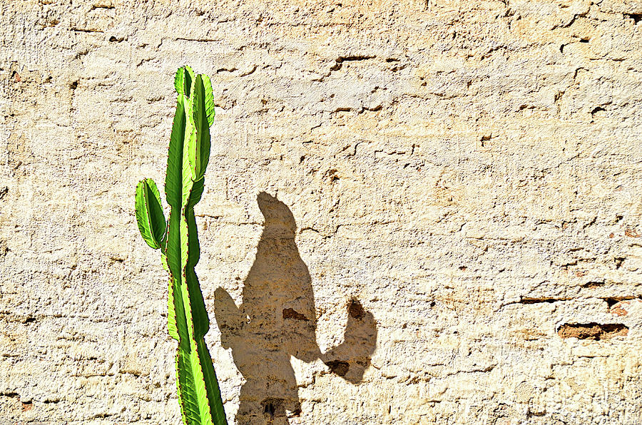 Adobe Wall and Cactus Photograph by David Lawson