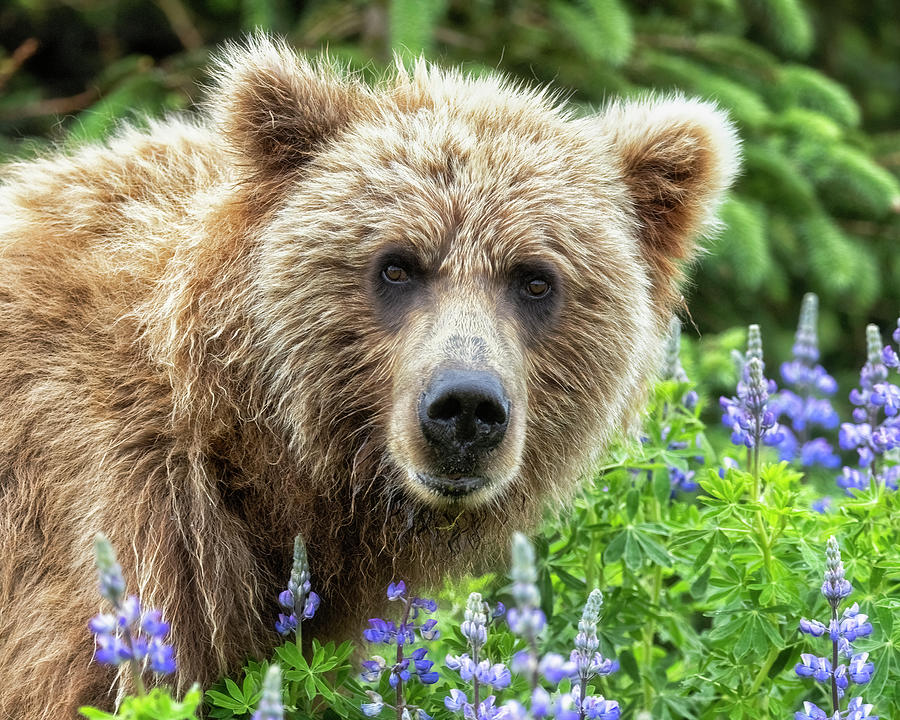 Adolescent Bear Among the Lupin, Direct Stare Photograph by Belinda Greb
