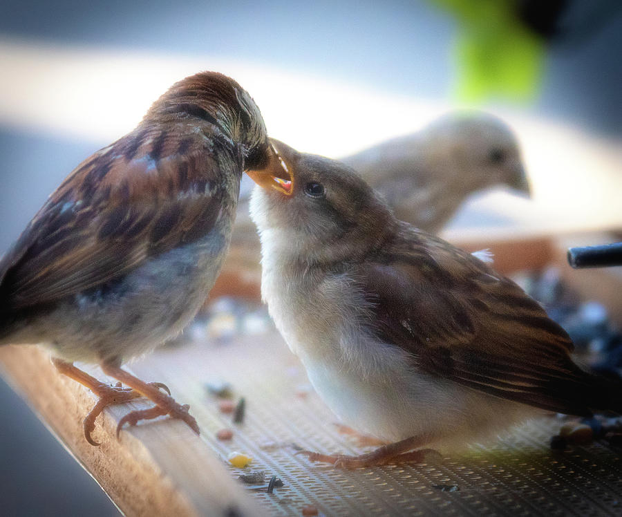 Adolescent Sparrow No. 2 Photograph by Al White