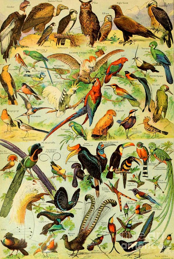 Adolphe Millot - Birds 1 Painting by Alexandra Arts