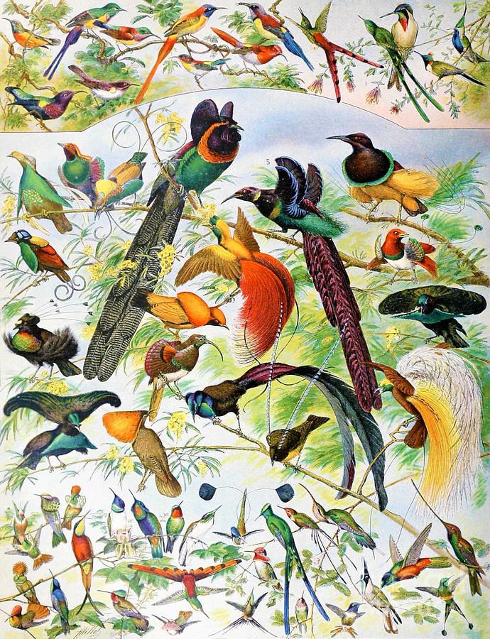 Adolphe Millot - Birds 3 Painting by Alexandra Arts