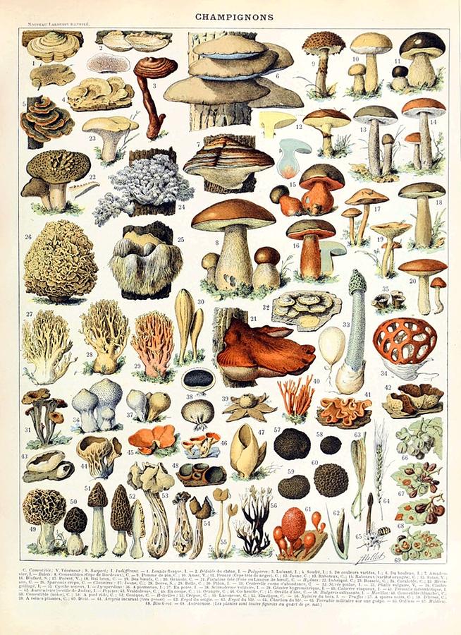 Adolphe Millot Champignons A French vintage poster Poster Digital Art ...