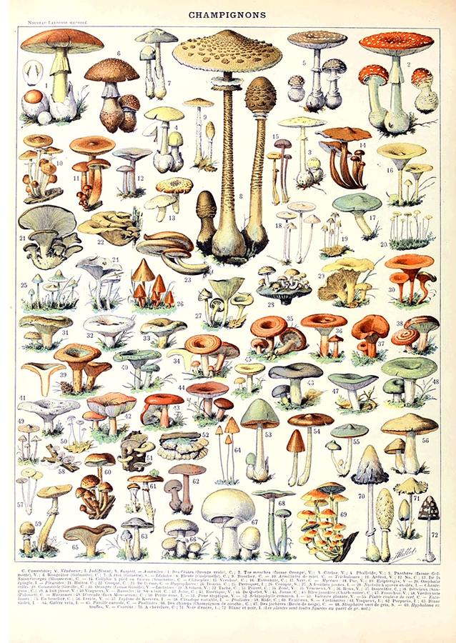 Adolphe Millot Champignons B French vintage poster Poster Digital Art ...