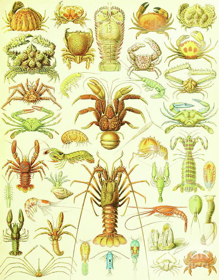 Adolphe Millot - Crustaceans Painting by Alexandra Arts