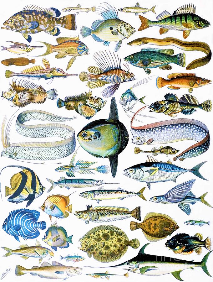 Adolphe Millot - Fishes 1 Painting by Alexandra Arts