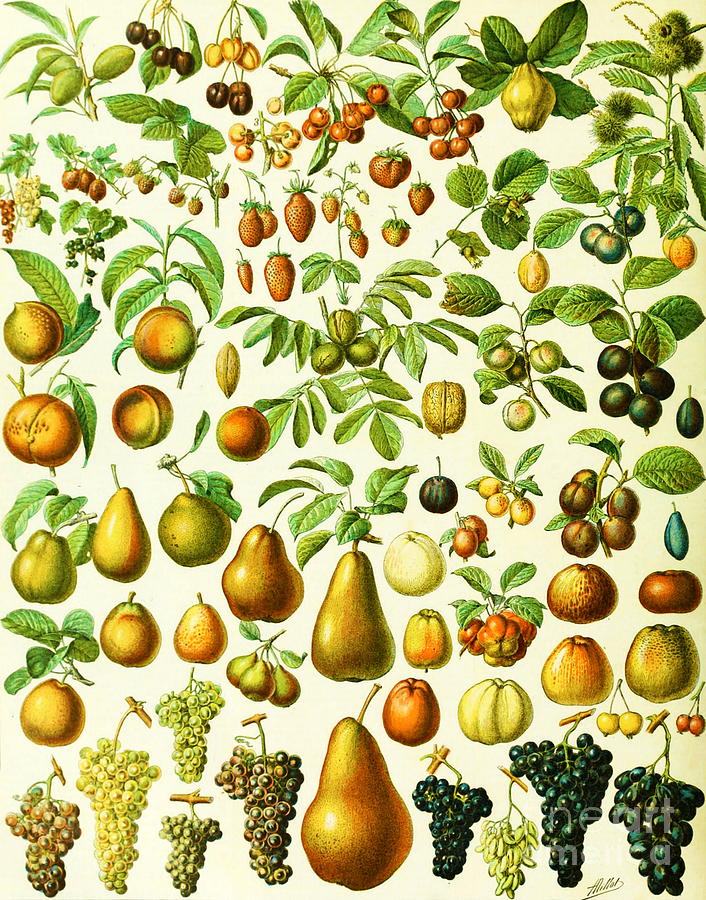Adolphe Millot - Fruits 1 Painting by Alexandra Arts