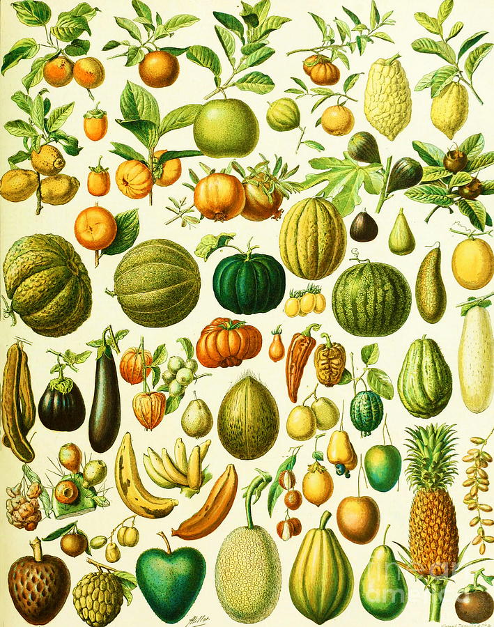 Adolphe Millot - Fruits 2 Painting by Alexandra Arts