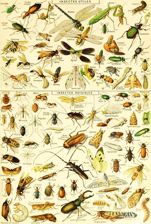 Adolphe Millot - Insects 1 Painting by Alexandra Arts