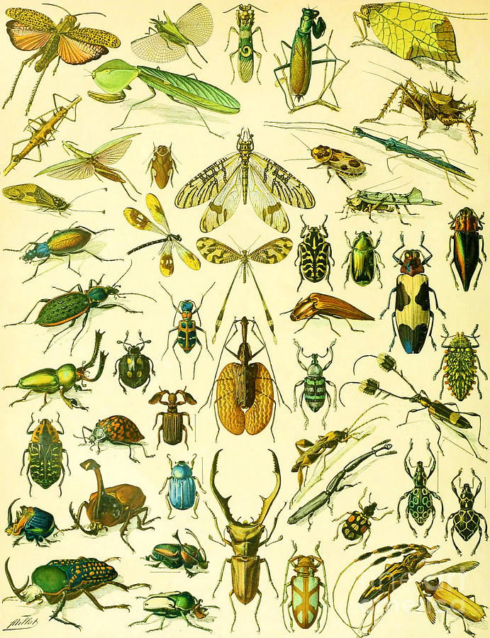 Adolphe Millot - Insects 2 Painting by Alexandra Arts