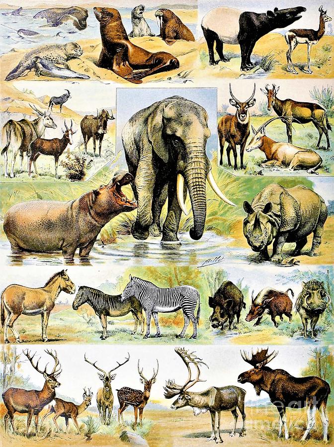 Adolphe Millot - Mammals 1 Painting by Alexandra Arts