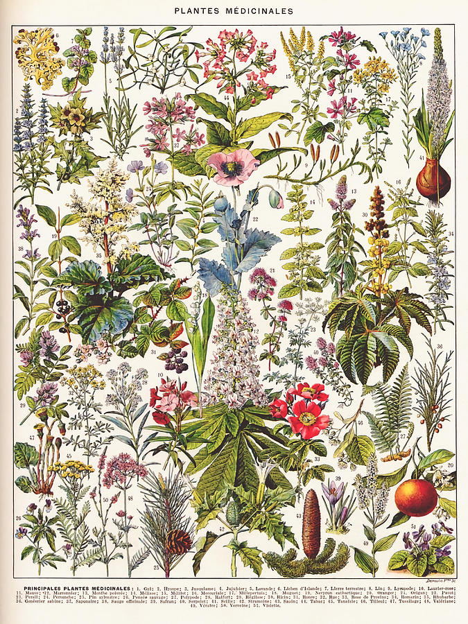 Adolphe Millot Plantes Medicinales A French Painting by Reece Stevens