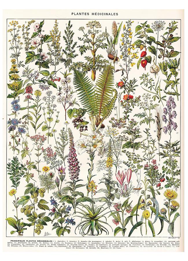 Adolphe Millot Plantes Medicinales B French Art Painting by Shaw ...